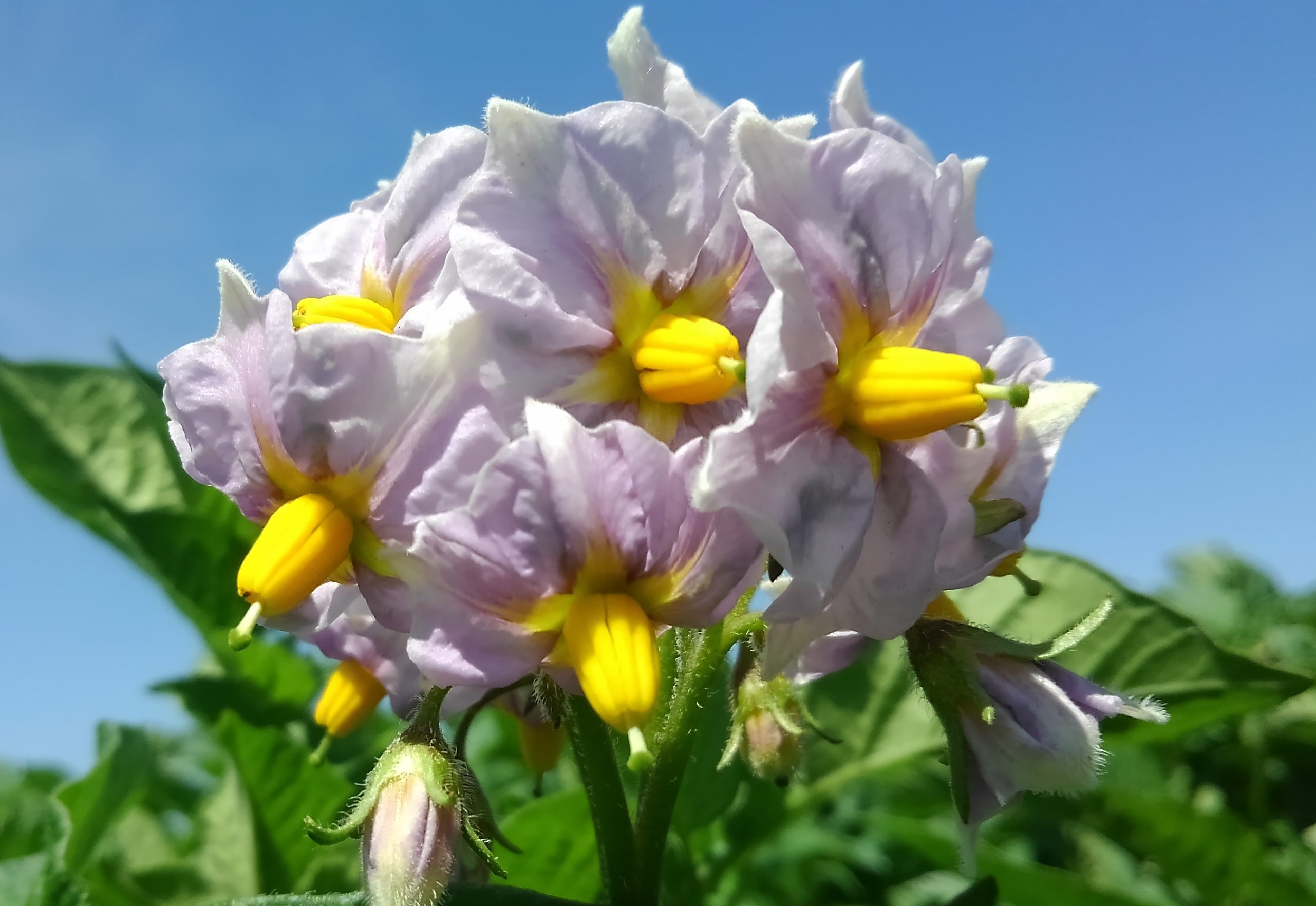 ジャガイモの花 Npo法人食の絆を育む会